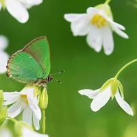 Green Hairstreak 9 